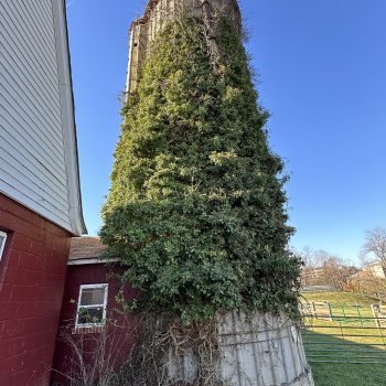 Covered with vines and deteriorating